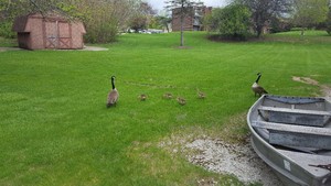 Geese1.jpg