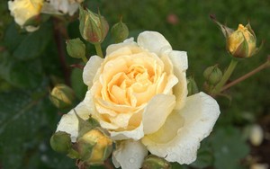 weddng1.jpg