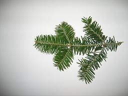 balsam_fir_branch.jpg