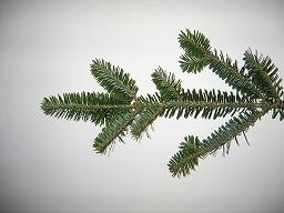 C:\DocumentsandSettings\denson\Desktop\fraser_fir_branch.jpg